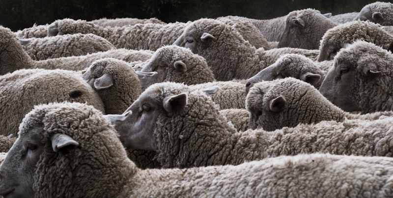 sean-thoman sheep herd unsplash
