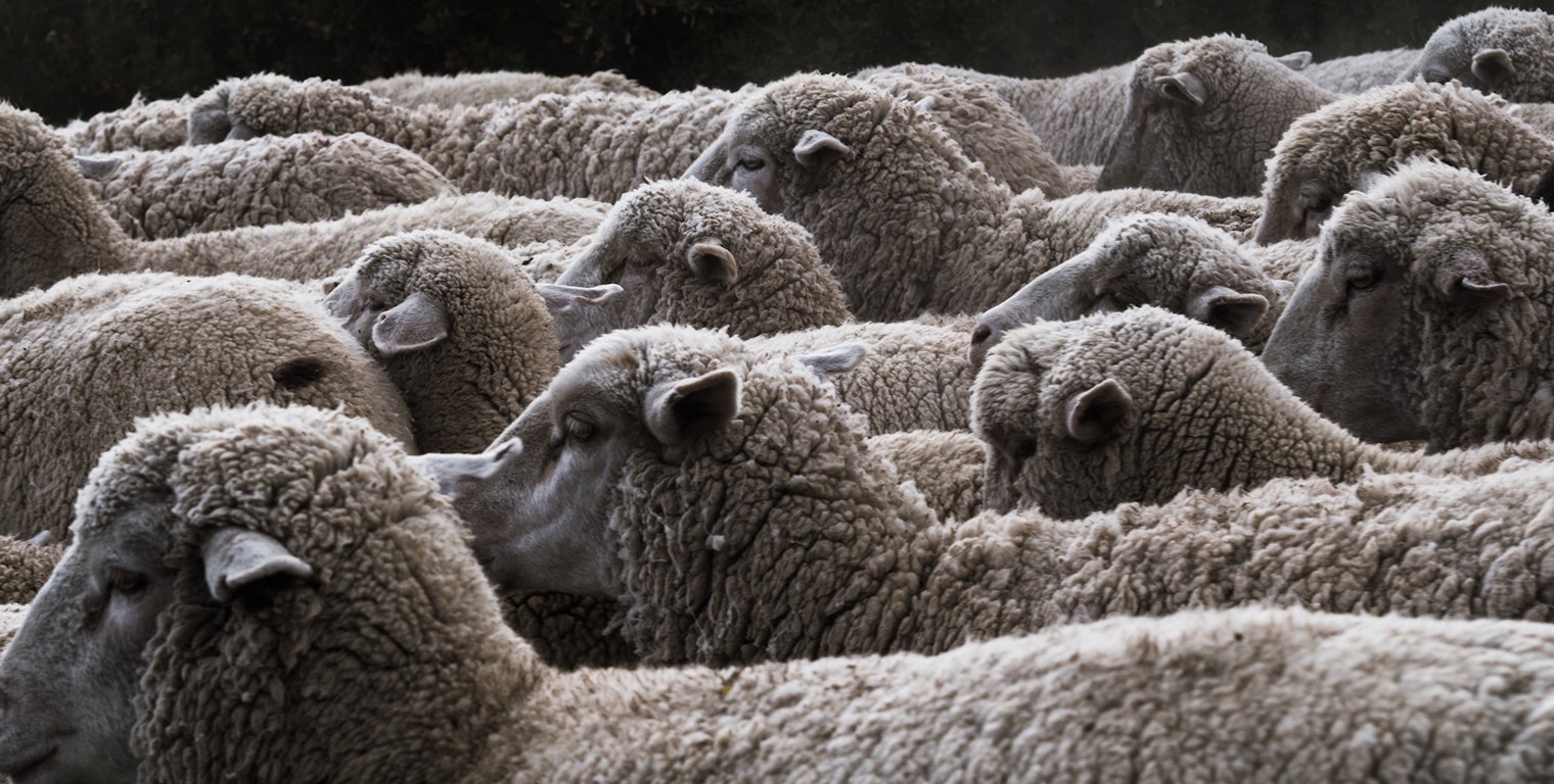 sean-thoman sheep herd unsplash