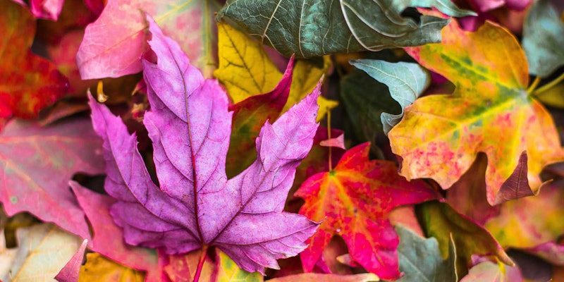 Autumn Leaves