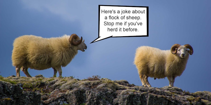 Sheep Pun