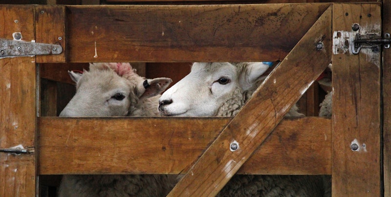 nelson-eulalio-sheep-unsplash
