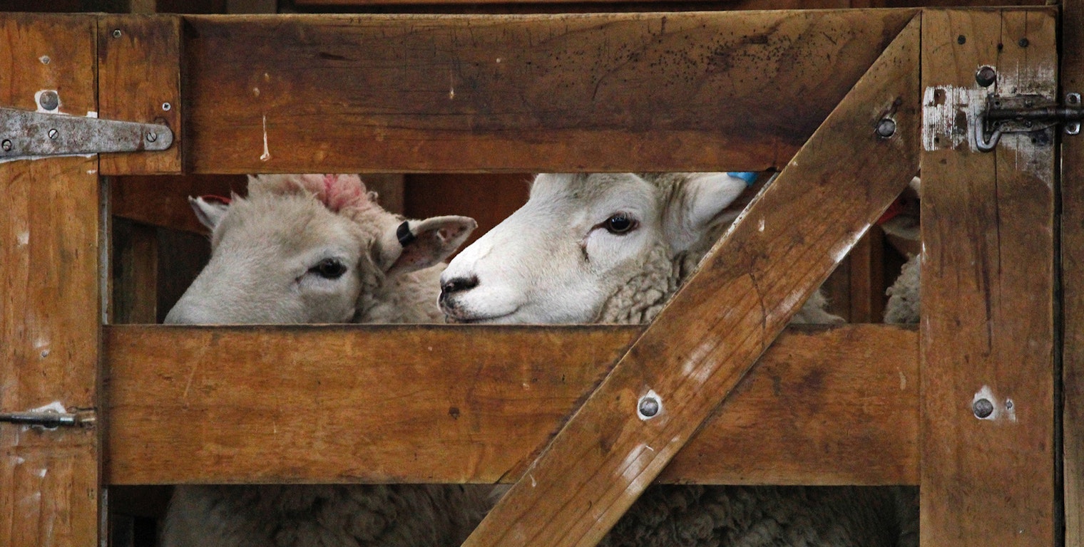 nelson-eulalio-sheep-unsplash