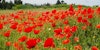 Poppies as Inspiration: Poppies on My Loom Image