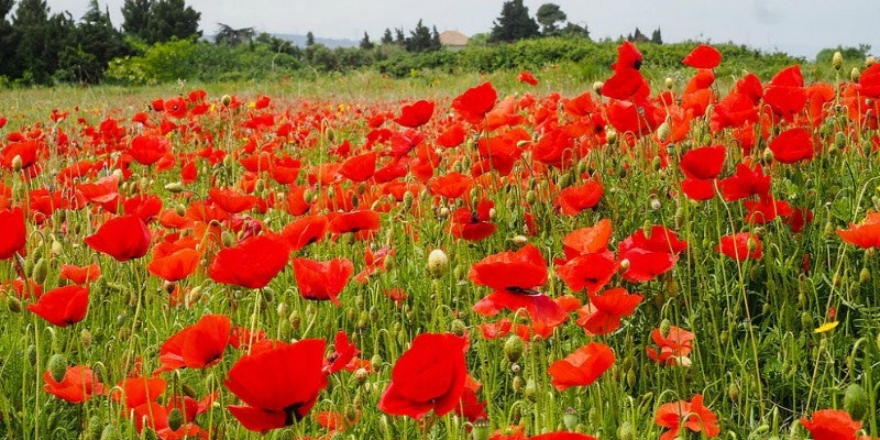 Poppy_Header Photo by Mike Prince.
