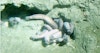 Weaving with Hagfish Slime Image