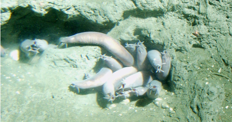 Hagfish_Header