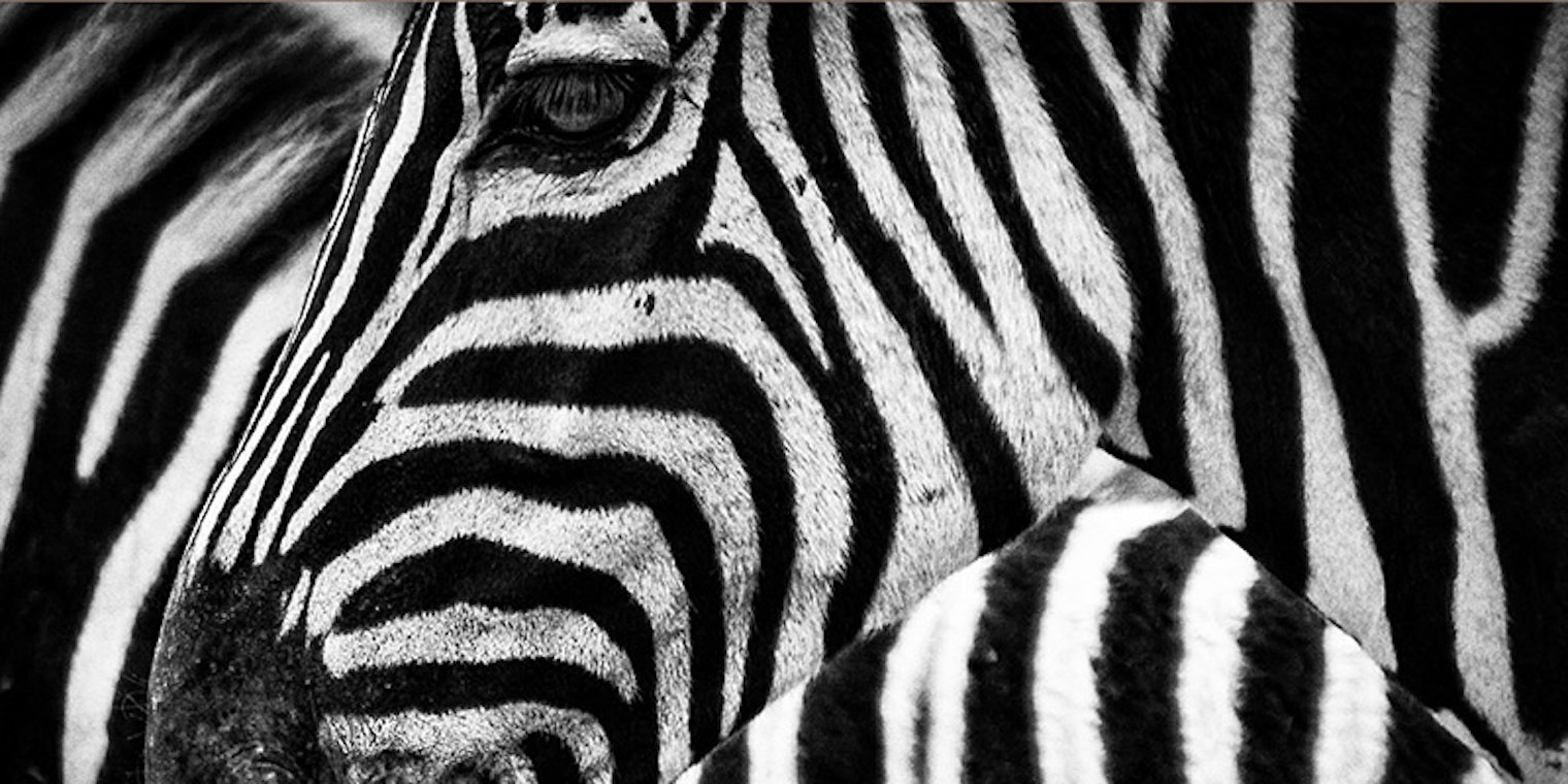 zebra_stripes_800_x_400_pixabay