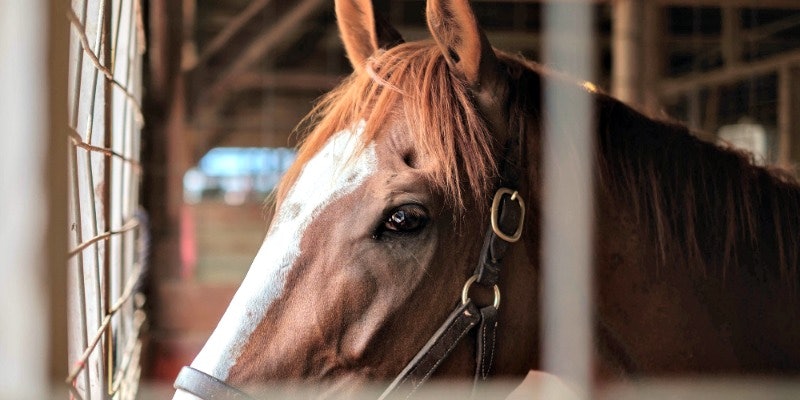 horse