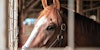 What My Horse Taught Me About Weaving Image