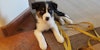 Have You Tried Weaving with a Puppy? Image