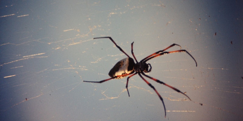 Golden orb spider header