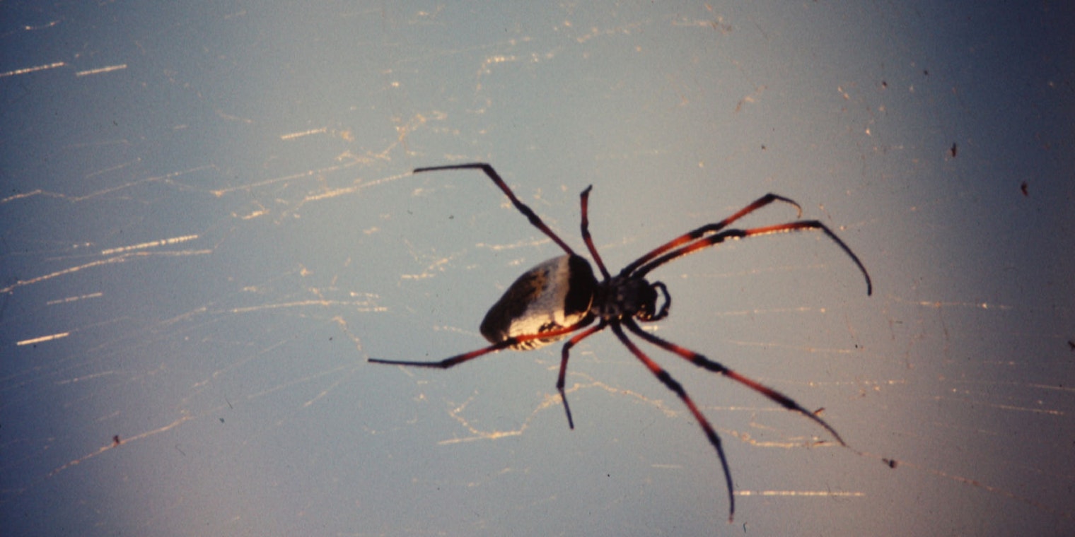 Golden orb spider header