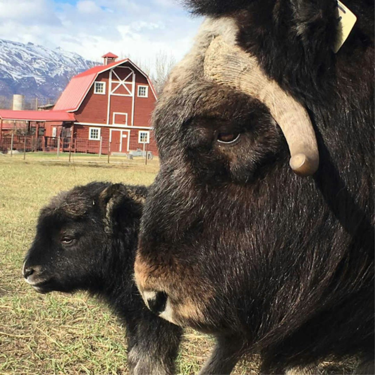 Ox and Baby