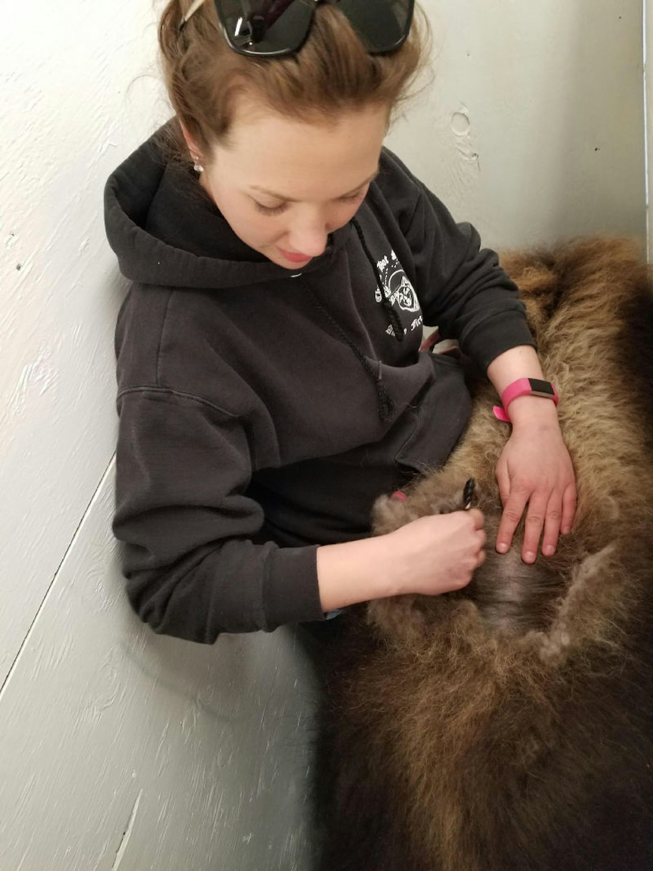 Combing out qiviut