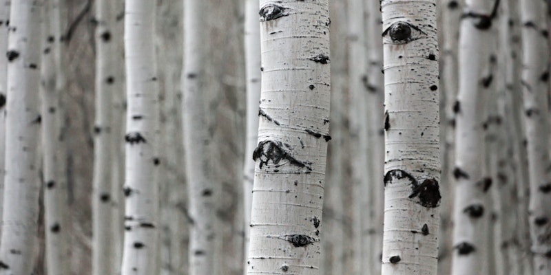Birch trees
