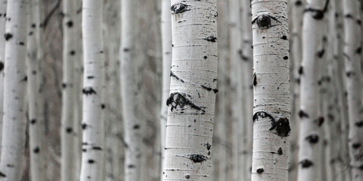 Birch trees