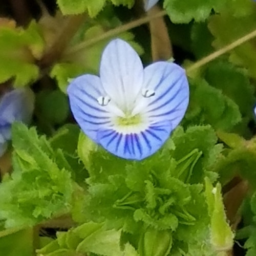 violets tk
