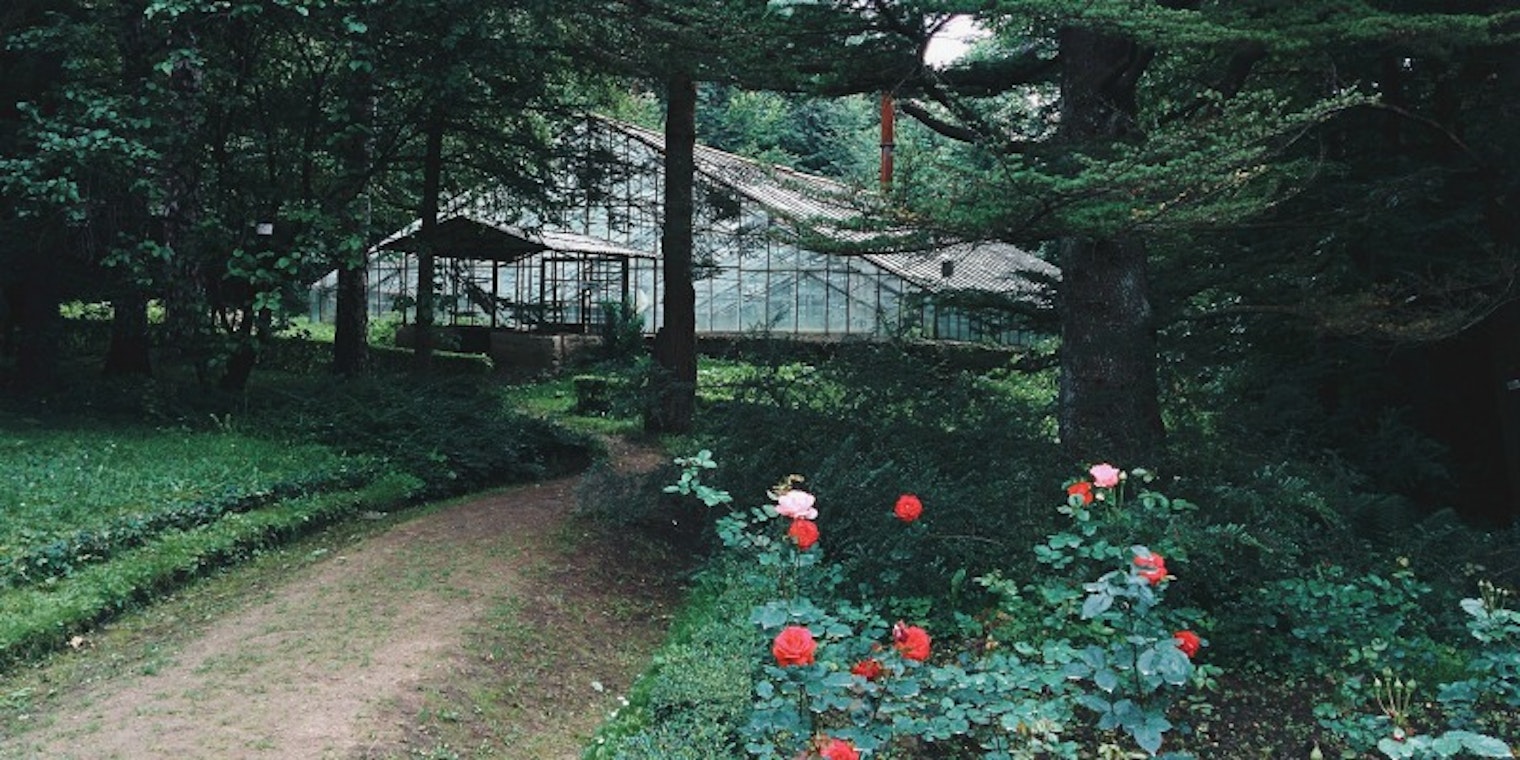 rose path