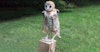 Molly the Barn Owl Image