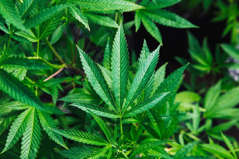 hemp-1