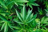 Hemp: America’s Crop Image