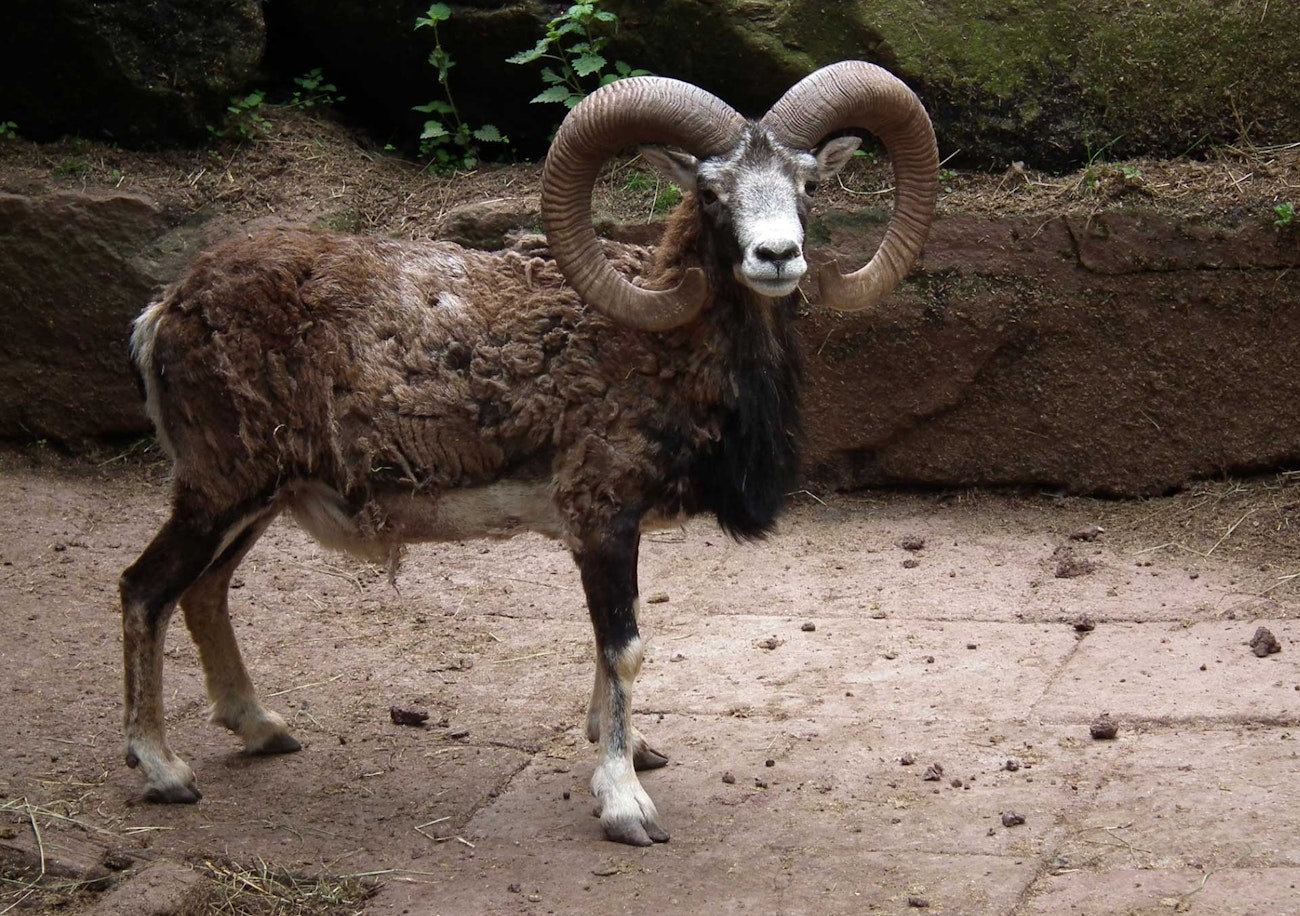 North Ronaldsay Sheep, Rare and Hardy | Handwoven