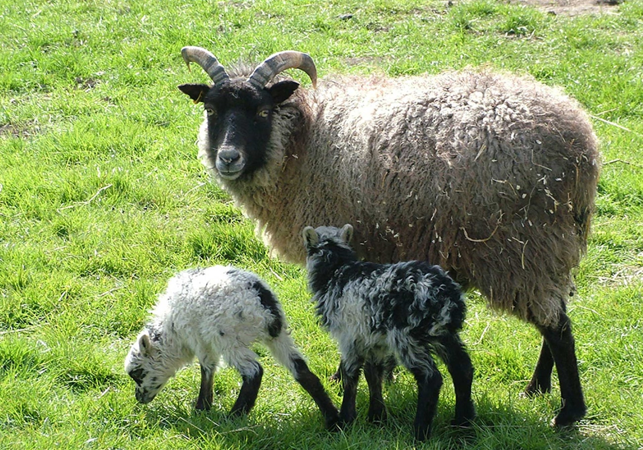 North Ronaldsay Sheep, Rare and Hardy | Handwoven