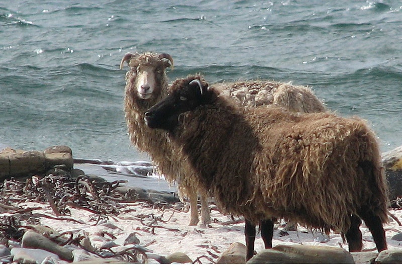 north-ronaldsay-sheep-1