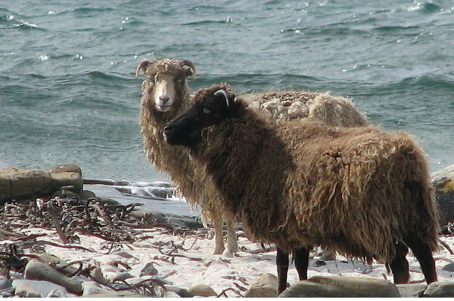 north-ronaldsay-sheep-1