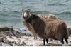 North Ronaldsay Sheep, Rare and Hardy Image