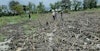 Weaving Communities of Guatemala: After Hurricanes Eta and Iota  Image