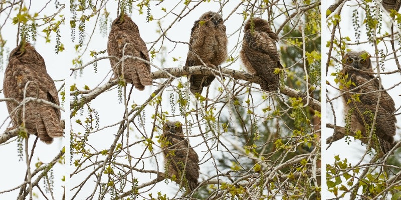 Owl_Header