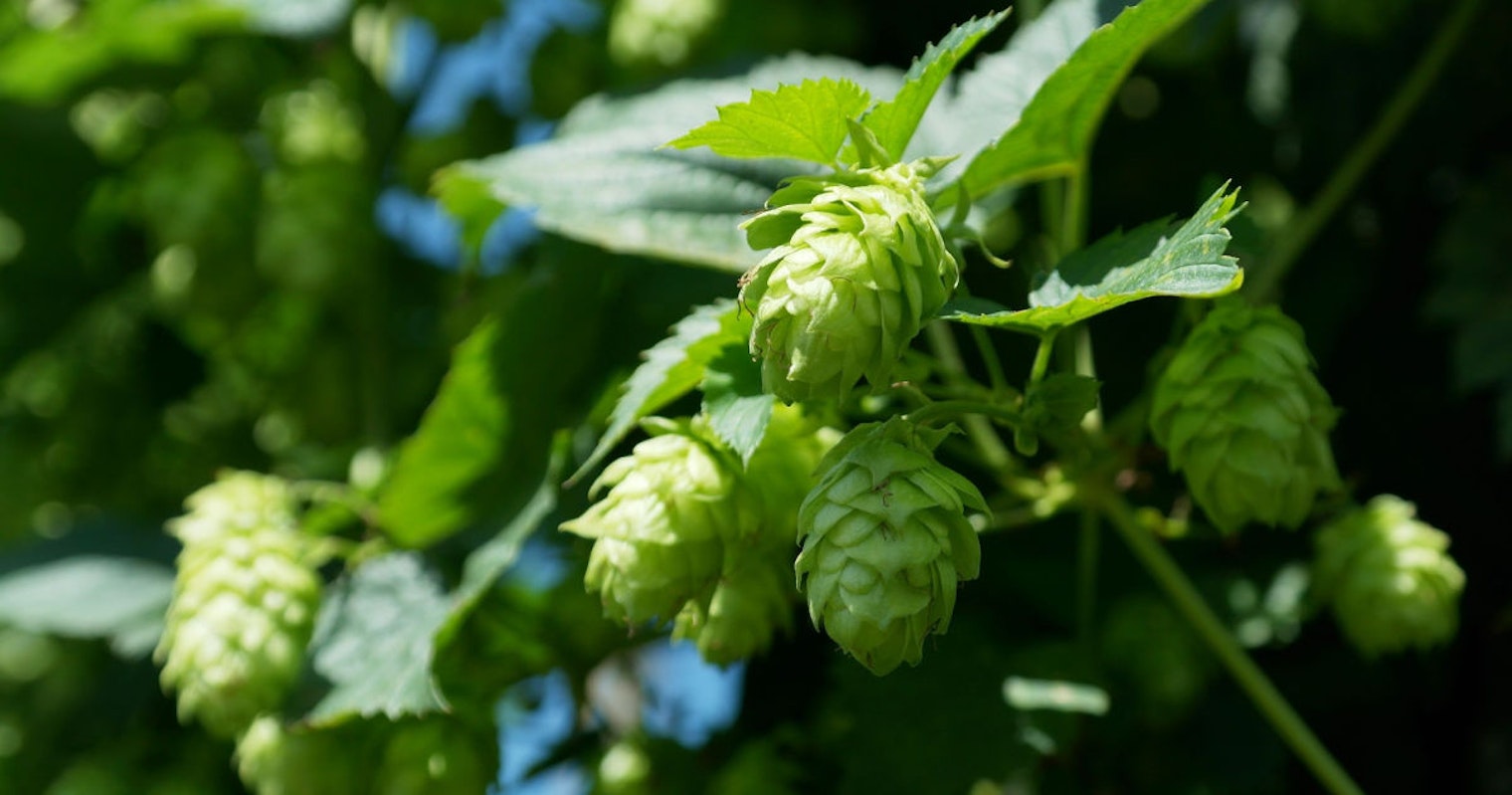 hop-vines-crop