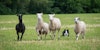 Crook and Whistle: A Peek Inside a Sheep Dog Trial Image
