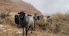 The Diné, Their Sheep, and a Tale of Survival Image
