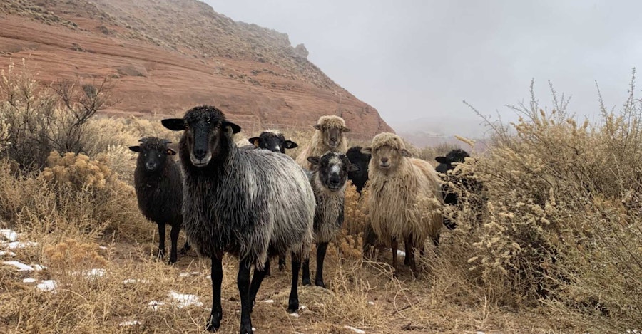 The Diné, Their Sheep, and a Tale of Survival Image