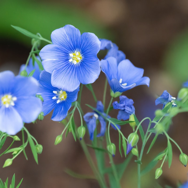 Flax isn't just a beautiful flowering plant but the source of the one of the oldest fibers used for cloth, linen. Photo by Cathy Holewinski-Xcorda on Unsplash.