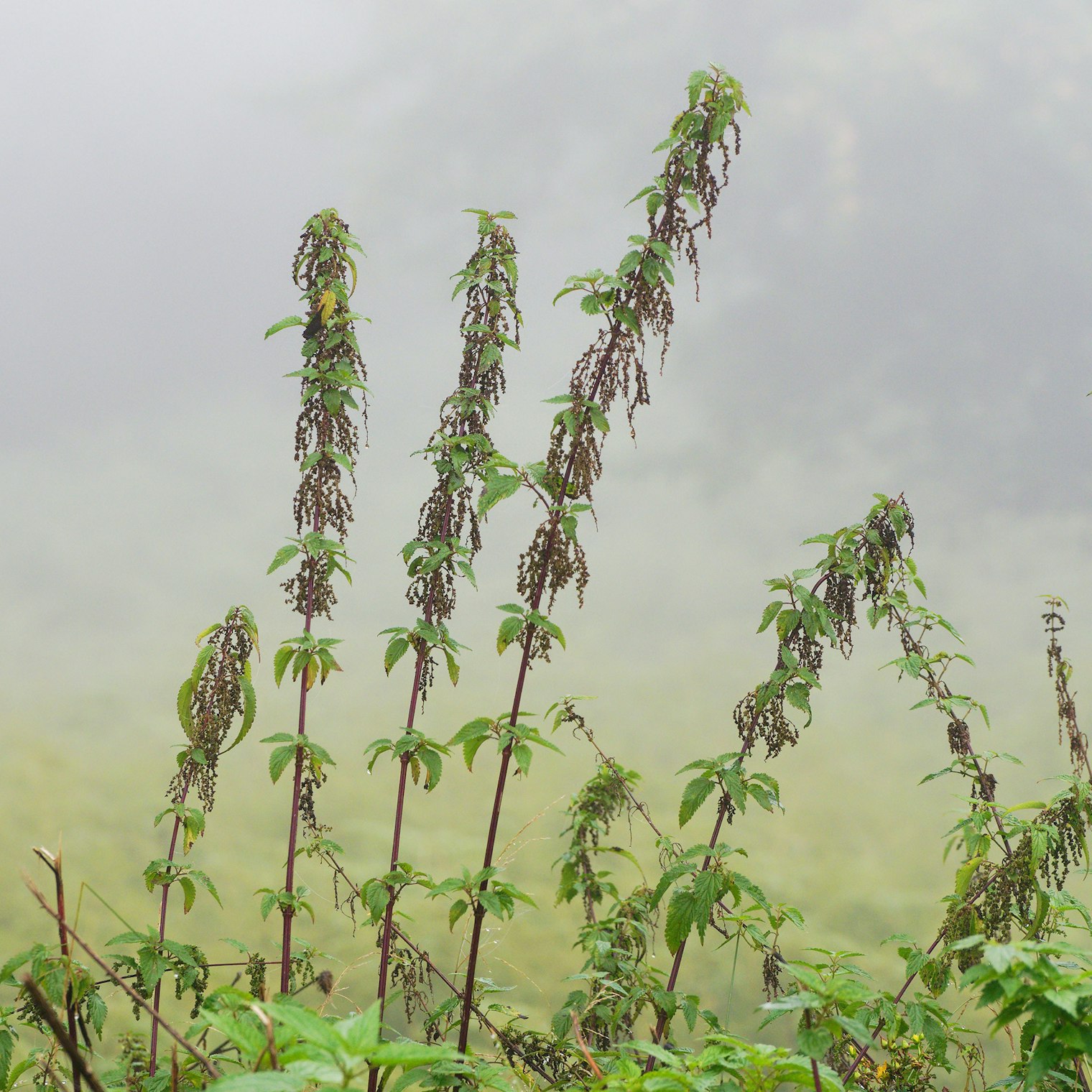 To my untrained eye, nettles don’t look promising as a spinnable and weaveable fiber, but nettle yarn is a thing! Photo by Iuliu Illes on Unsplash