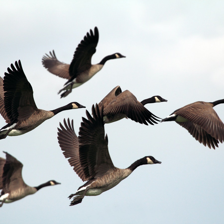 Call for Submissions: Handwoven March/April 2024—Flights of Fancy Image