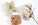 Colored Cottons—Without Dye! Image