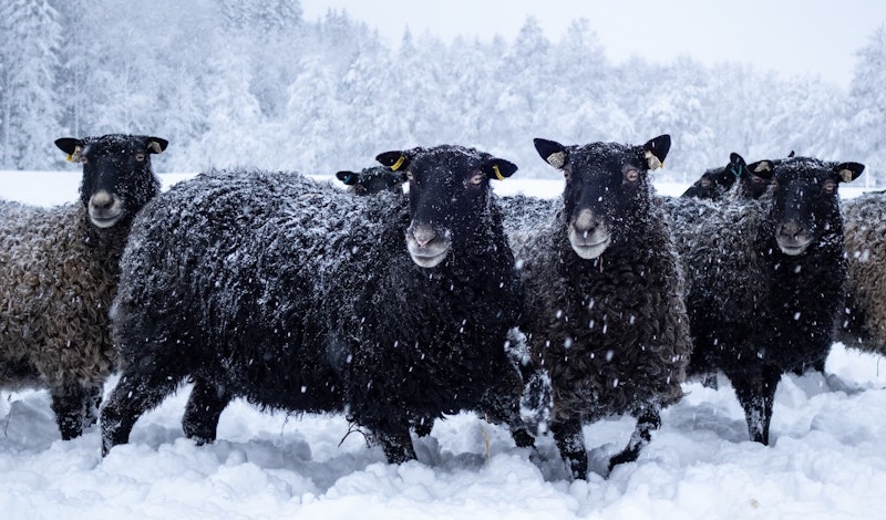 Love the variety found in natural-colored sheep's wool? So do we! Photo by Nikola Johnny Mikovic on Unsplash