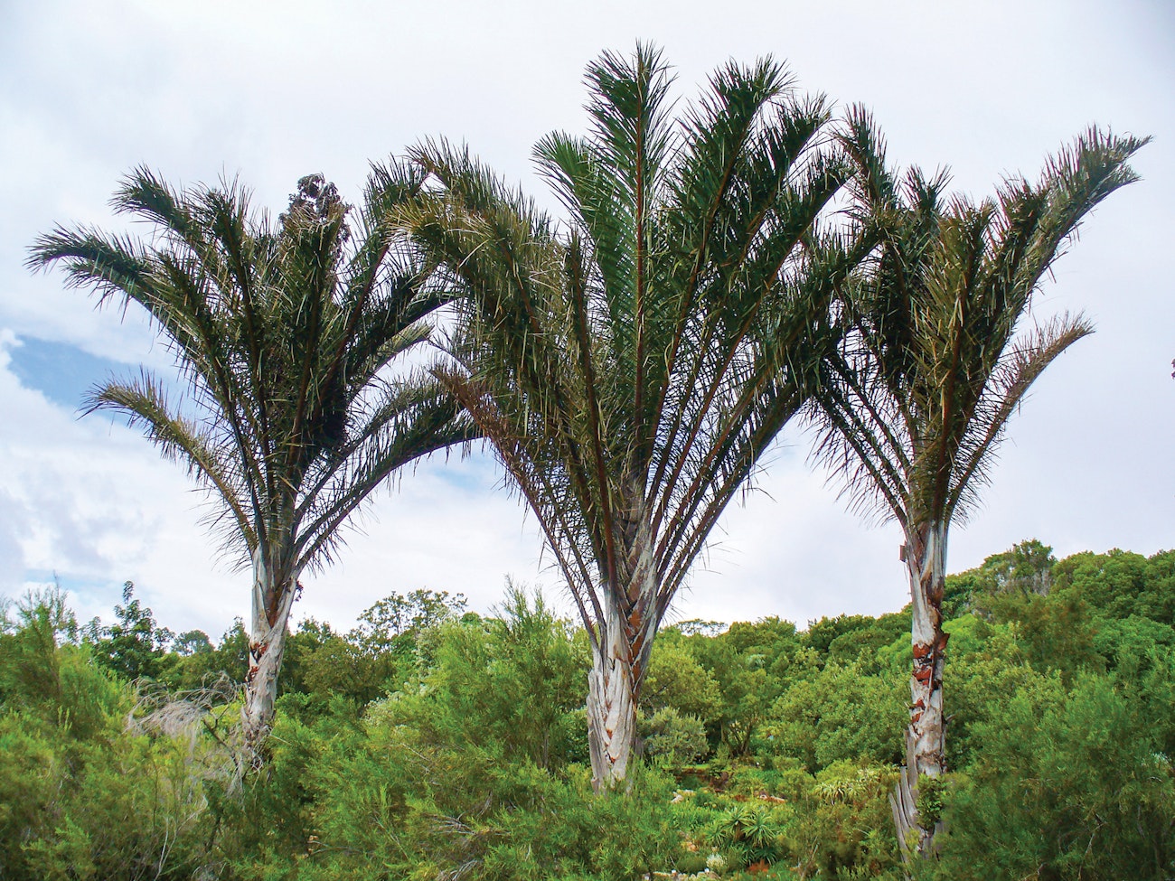 rafia-then-and-now-2