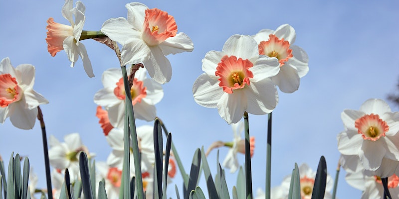 Daffodils blooming in front of a blue sky
