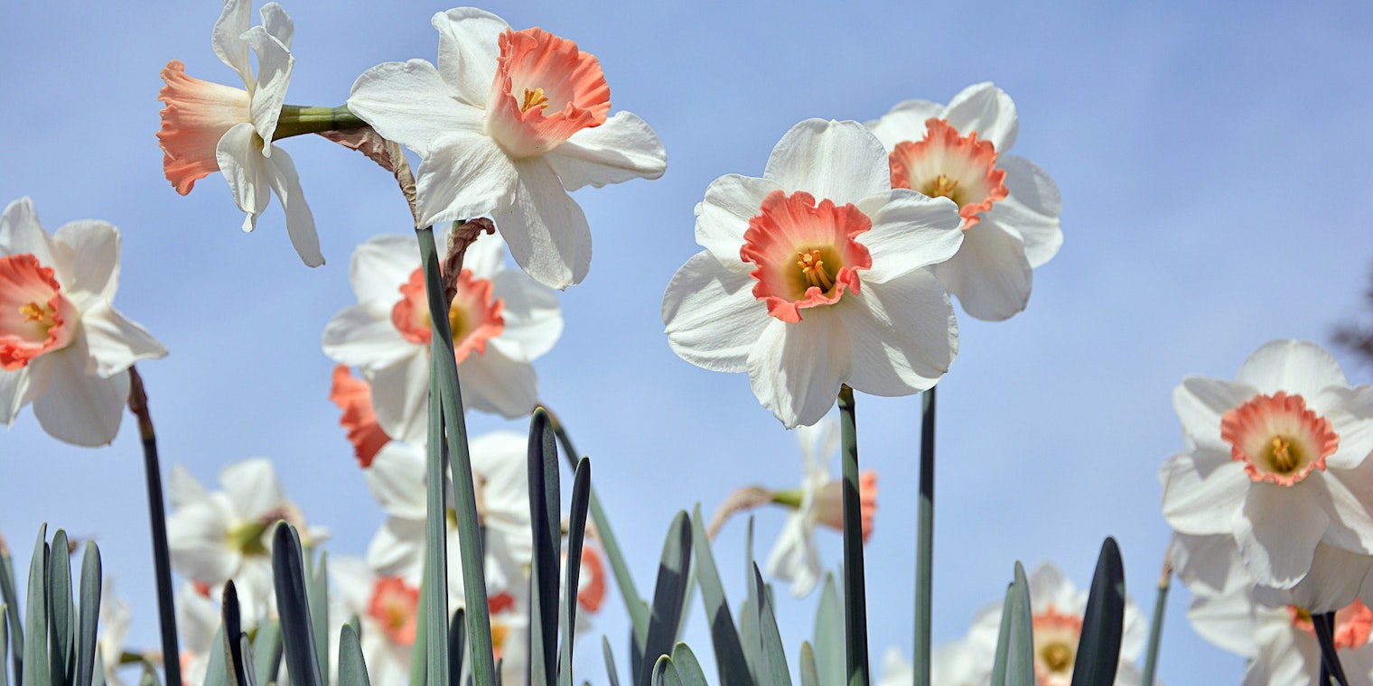 Daffodils blooming in front of a blue sky