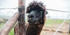 Alpaca: Wooly Warmth without the Itch Factor Image