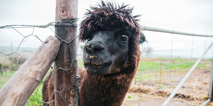 Alpaca: Wooly Warmth without the Itch Factor Image