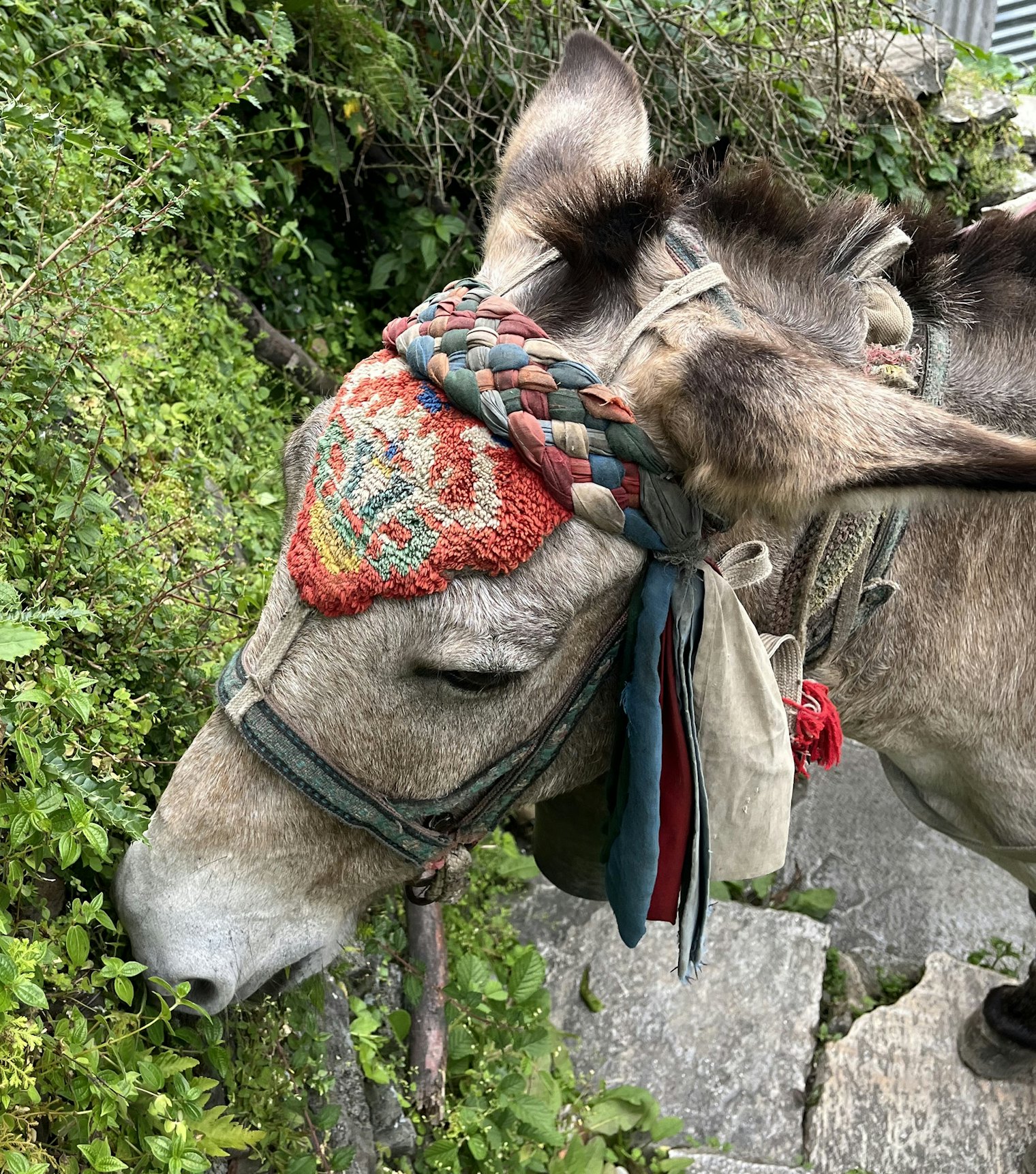 Muleteers attach elaborate galaicha headpieces to their mules’ halters.