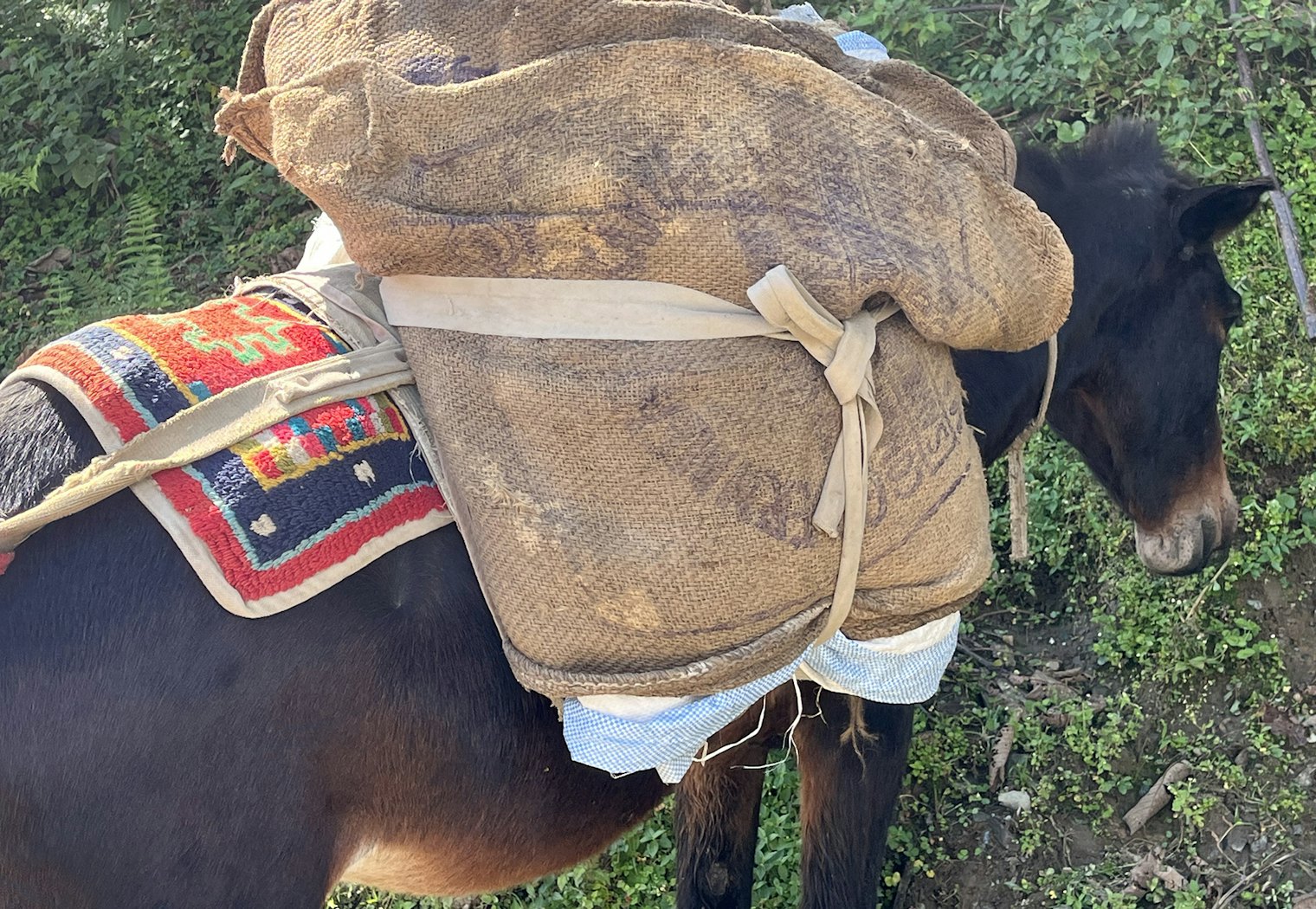 Galaicha are also used as saddle blankets for mules. This one is made of synthetic yarn hand-knotted in the commercial center of Pokhara, about three hours away from Ghandruk.