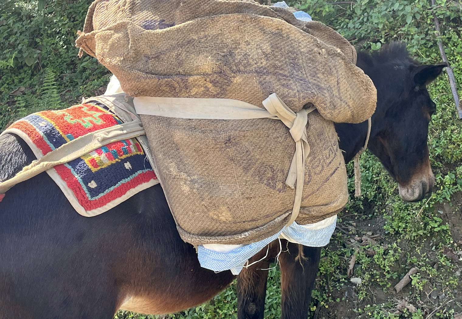 Galaicha are also used as saddle blankets for mules. This one is made of synthetic yarn hand-knotted in the commercial center of Pokhara, about three hours away from Ghandruk.