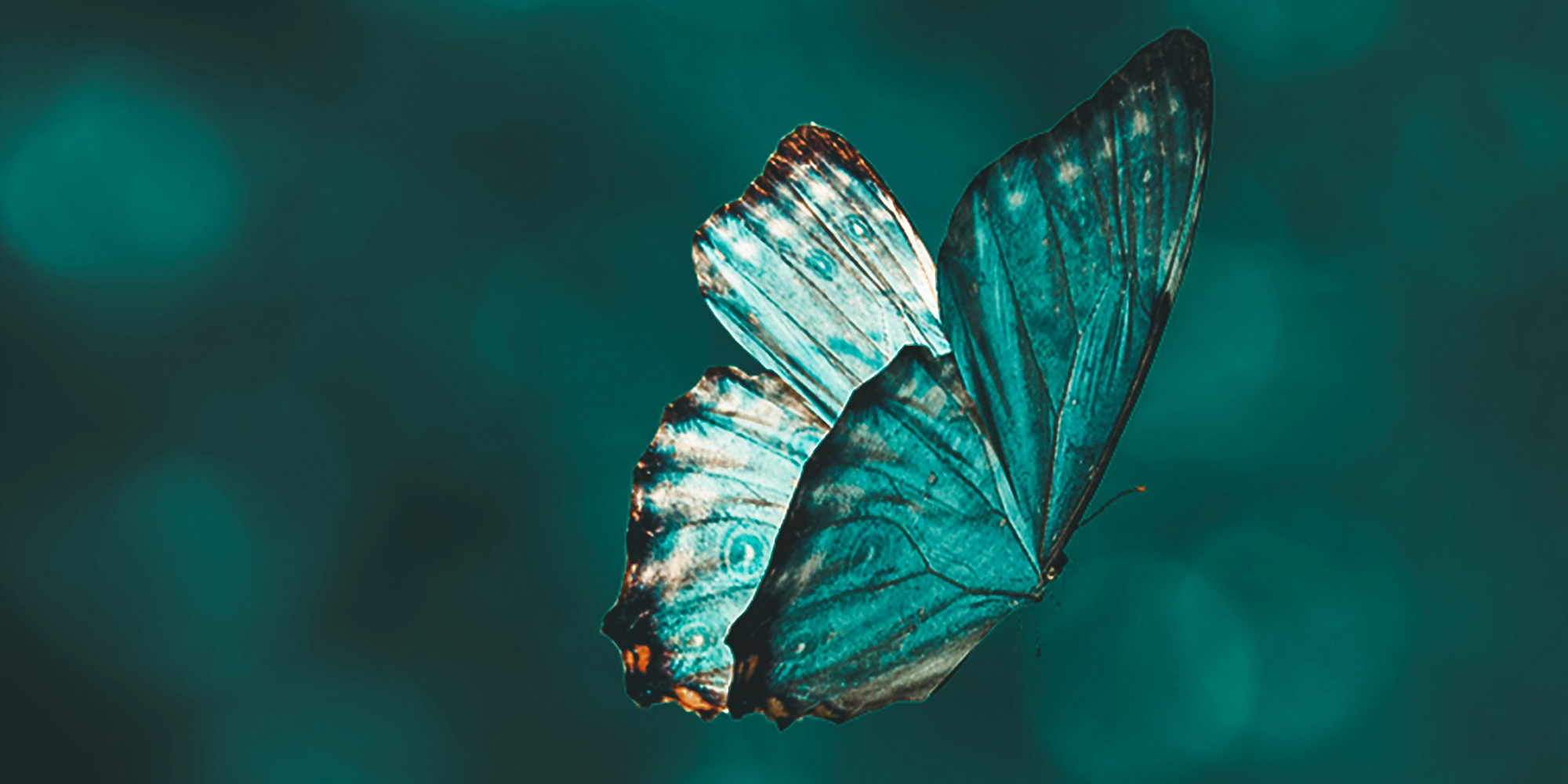 Call for Submissions: Spring 2026—Butterflies and Beautiful Bugs Image